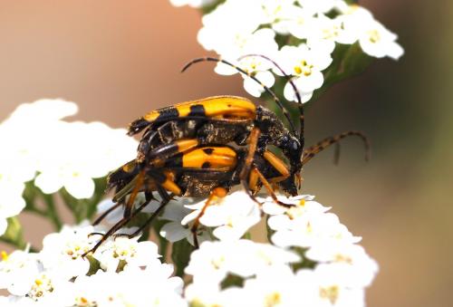 Rutpela maculata